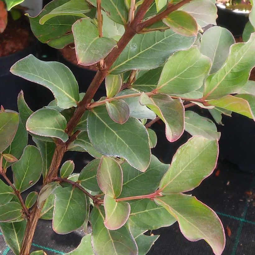 Lagerstroemia Summer Charm Arapaho - Mirto crespo (Foliage)