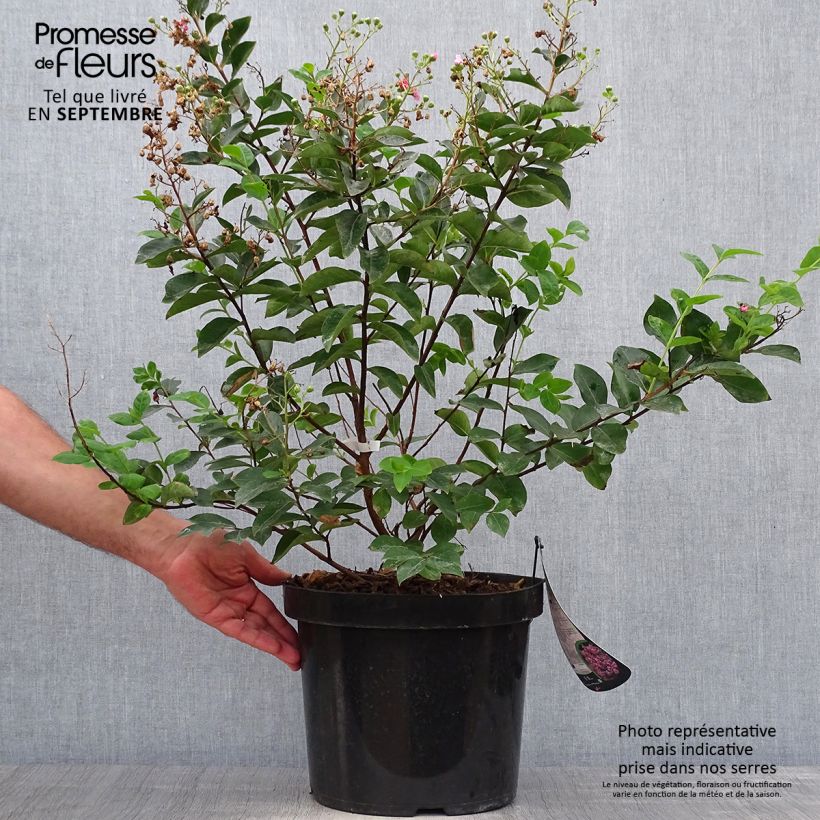 Esemplare di Lagerstroemia Summer Charm Hopi - Mirto crespo Vaso da 7,5L/10L come consegnato in autunno