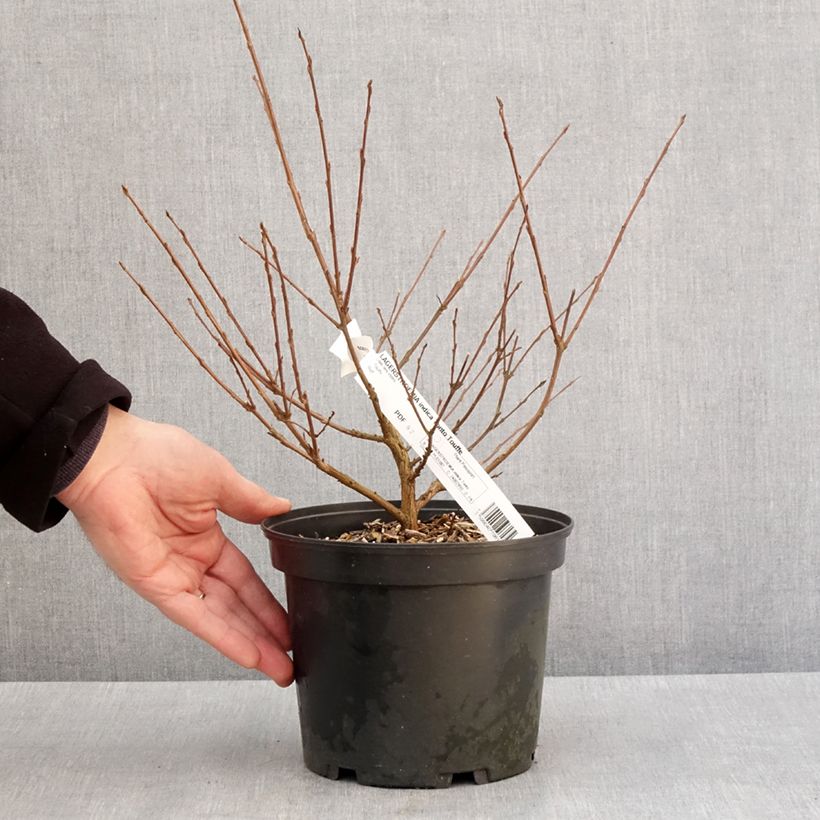 Lagerstroemia Summer Charm Tonto - Mirto crespo Vaso da 3L/4L esemplare consegnato in inverno