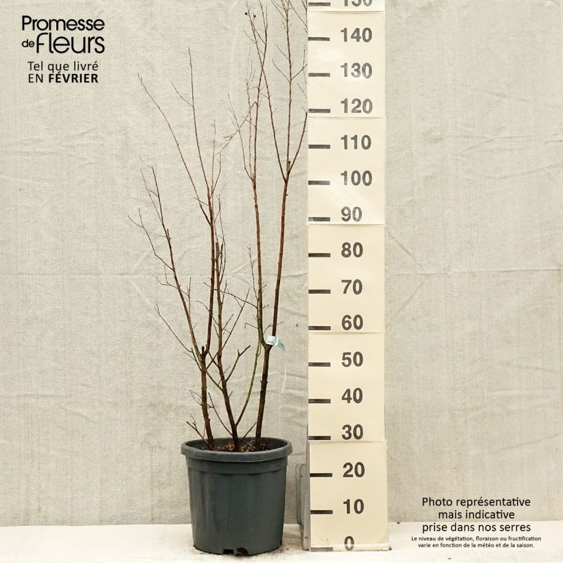 Example of Lagerstroemia Summer Charm Tonto - Mirto crespo Vaso da 12L/15L, A cespuglio as you get in hiver