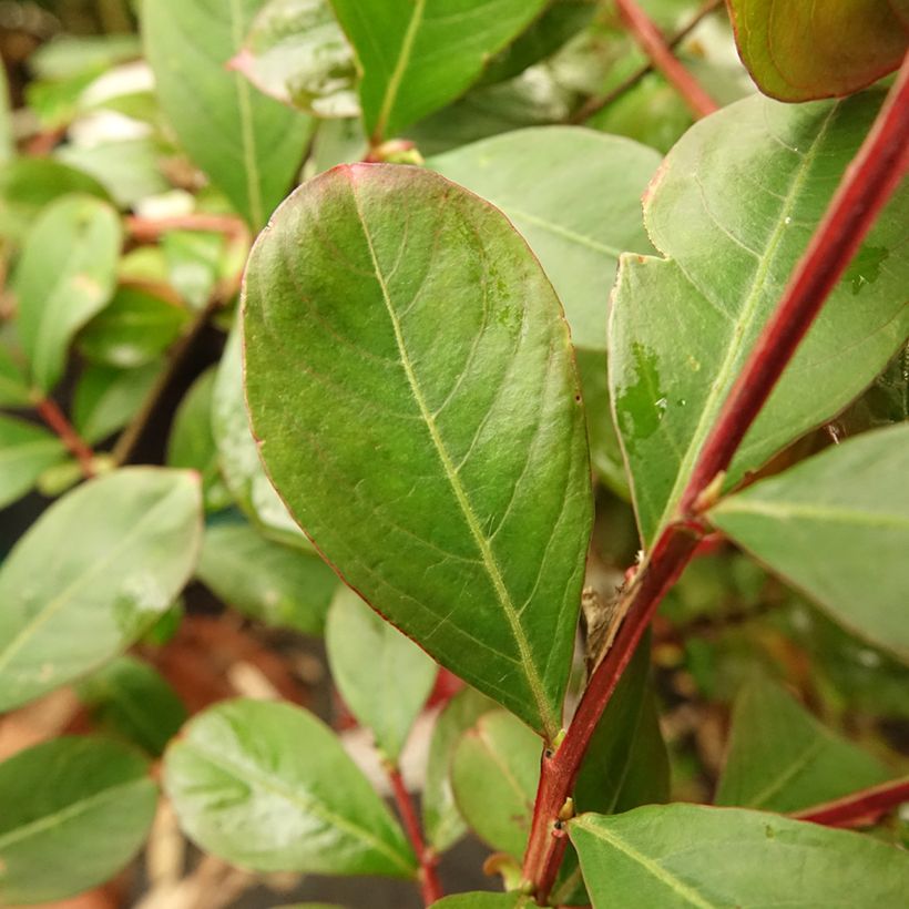 Lagerstroemia Terrasse Rouge - Mirto crespo (Foliage)
