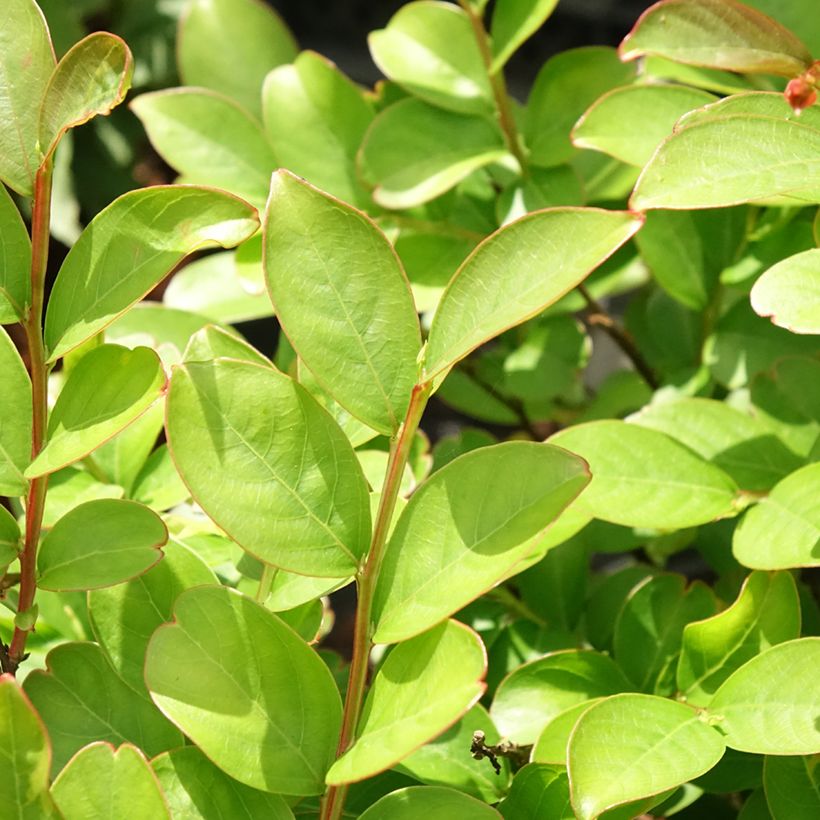Lagerstroemia Terre Chinoise - Mirto crespo (Foliage)
