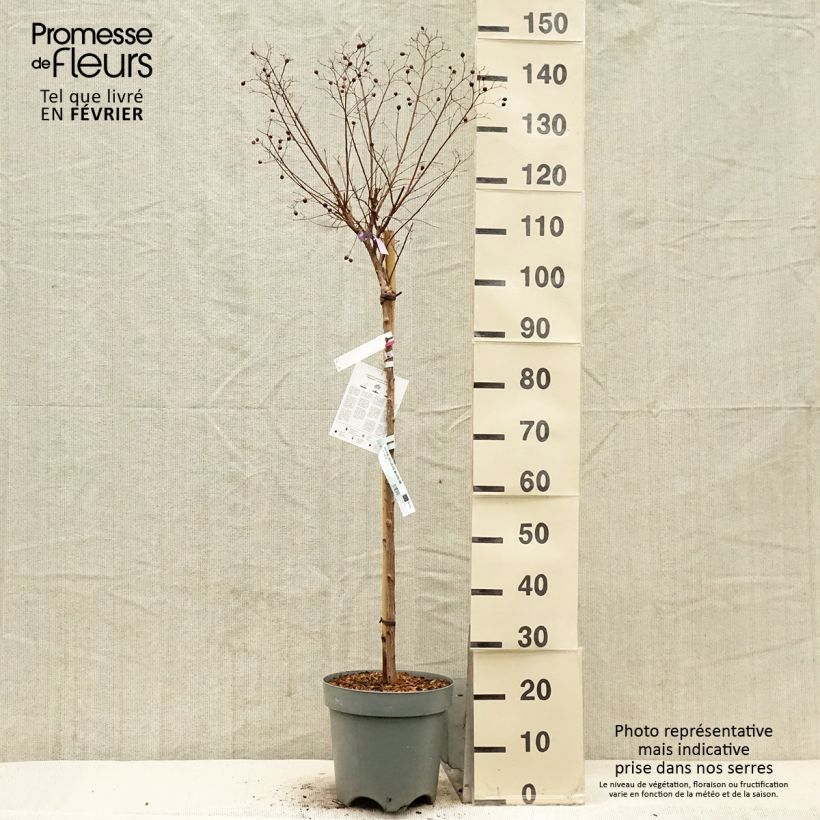 Lagerstroemia indica With Love Kiss Milarosso - Lilas des Indes Pot de 7,5L/10L, Tige de 60 cm esemplare consegnato in inverno