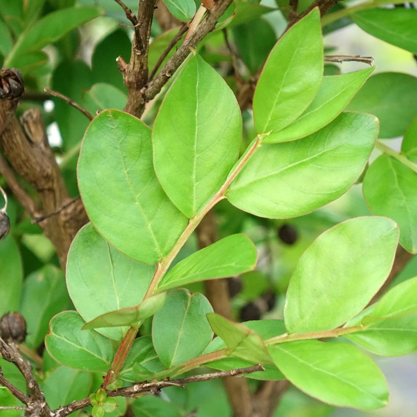 Lagerstroemia With Love Kiss - Mirto crespo (Fogliame)