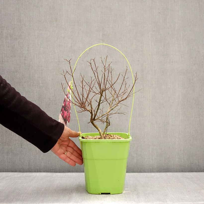 Lagerstroemia With Love Kiss - Mirto crespo Vaso da 3L/4L esemplare consegnato in inverno