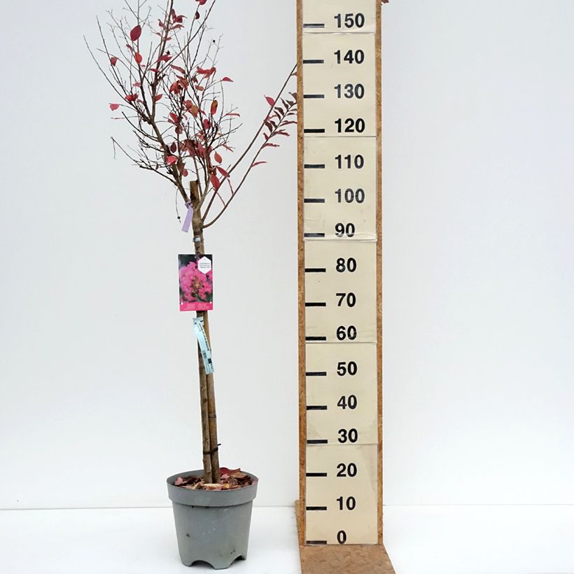 Esemplare di Lagerstroemia With Love Kiss - Mirto crespo Vaso da 7,5L/10L come consegnato in autunno