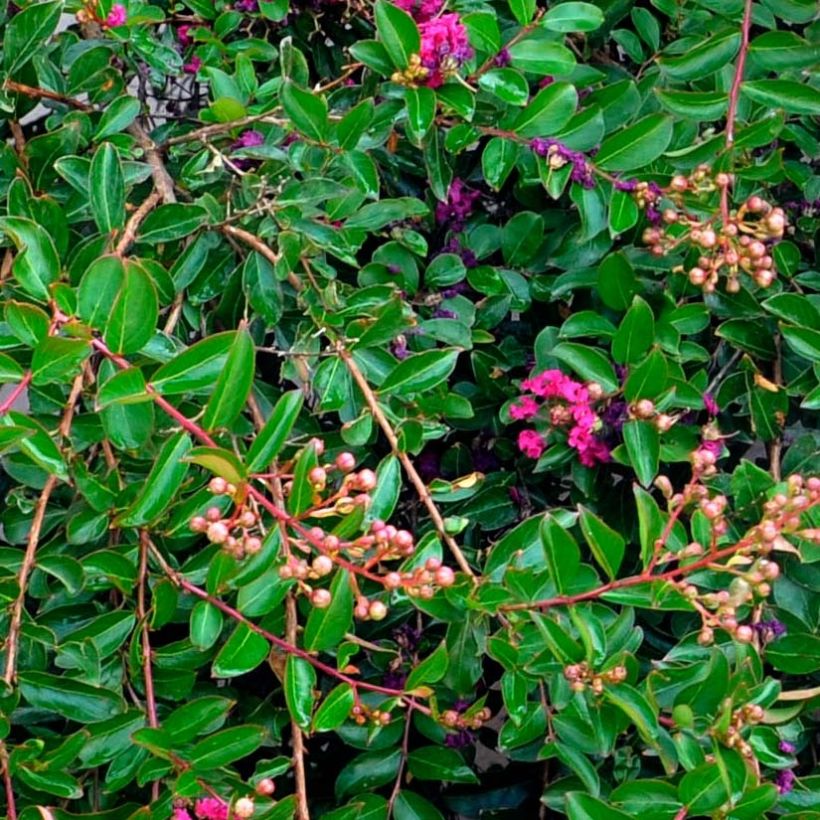 Lagerstroemia Mimie Fuchsia - Mirto crespo (Foliage)