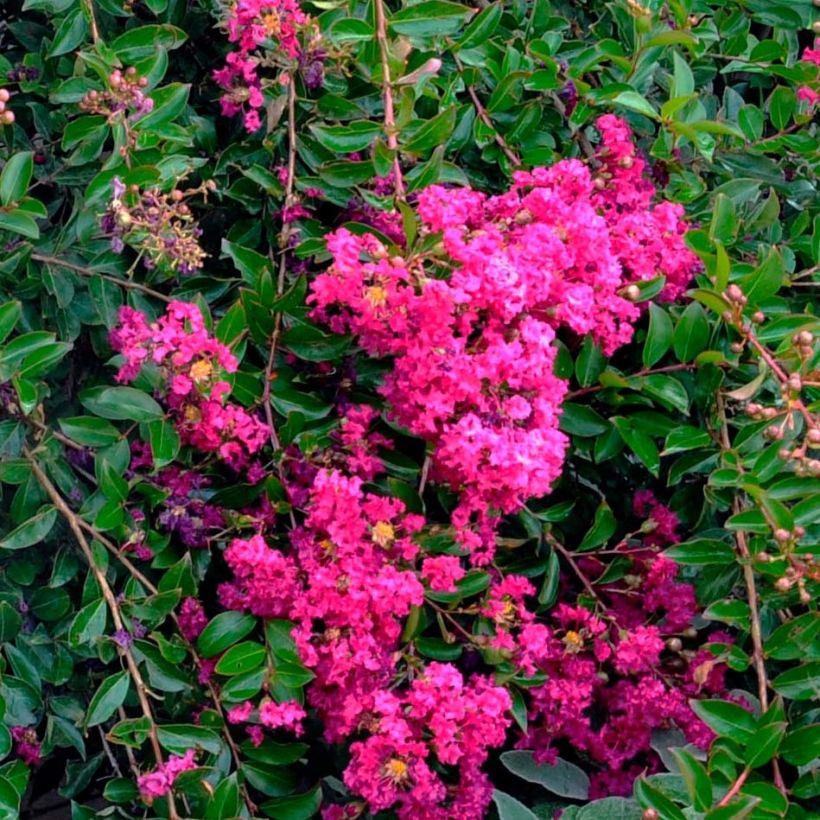 Lagerstroemia Mimie Fuchsia - Mirto crespo (Flowering)