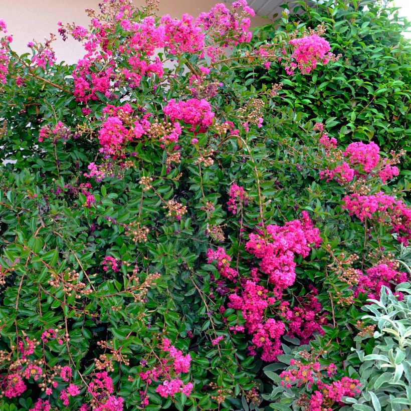 Lagerstroemia Mimie Fuchsia - Mirto crespo (Plant habit)