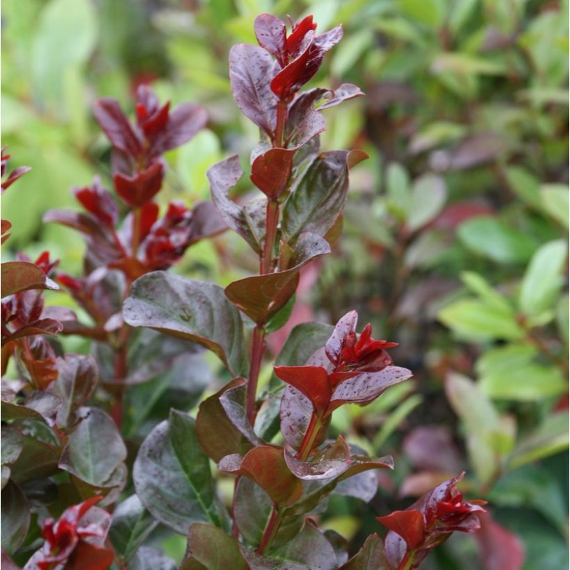 Lagerstroemia Pink Velours - Mirto crespo (Fogliame)