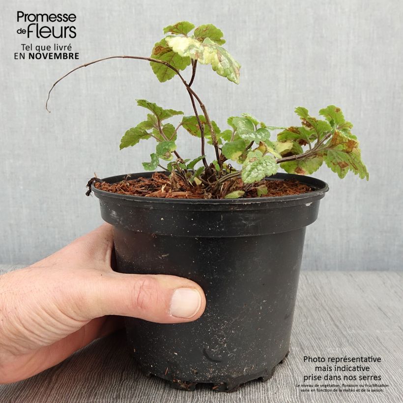 Esemplare di Lamium galeobdolon Florentinum Vaso da 2L/3L come consegnato in autunno