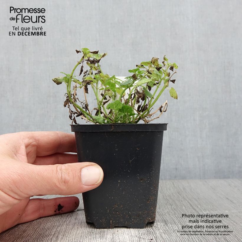 Esemplare di Lamium maculatum Album - Lamier maculé Godet de 8/9 cm come consegnato in autunno
