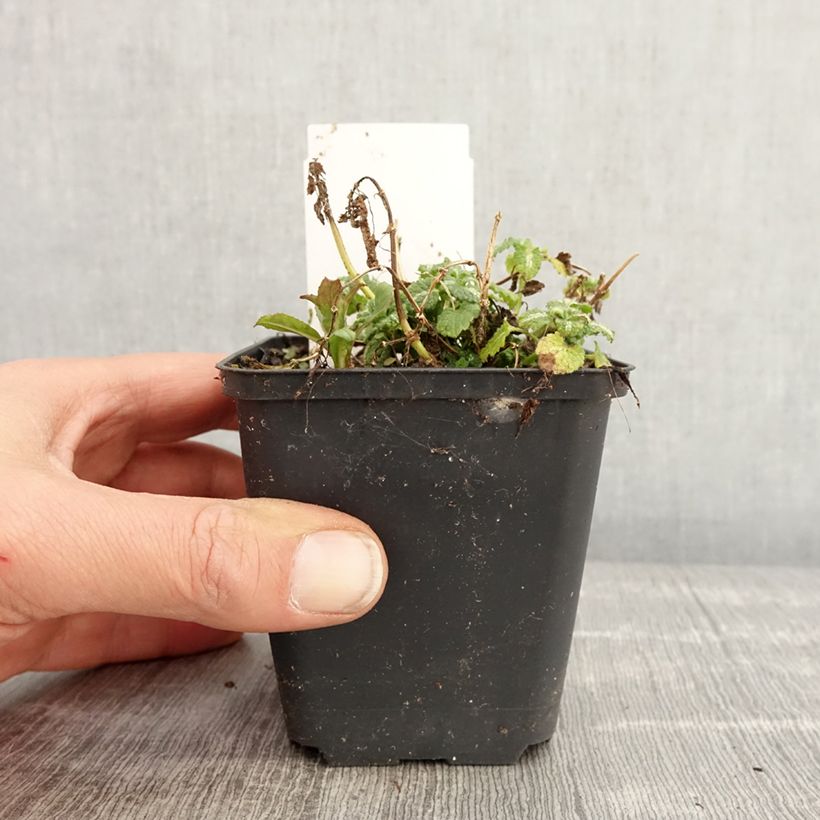 Example of Lamium maculatum Album Vasetto da 8/9 cm as you get in printemps