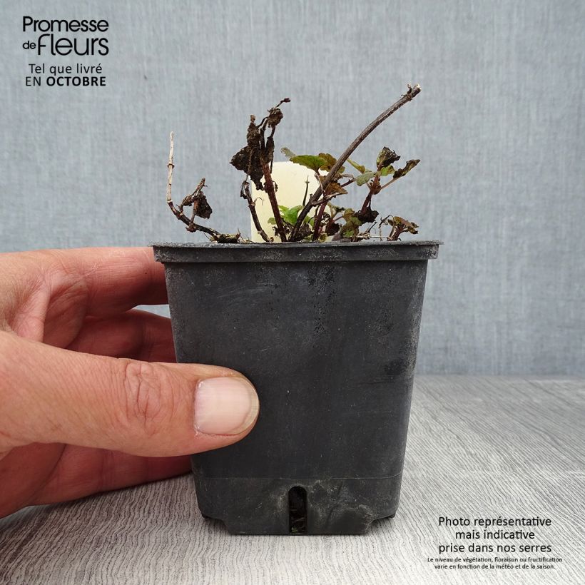Esemplare di Lamium maculatum Chequers Vasetto da 8/9 cm come consegnato in autunno