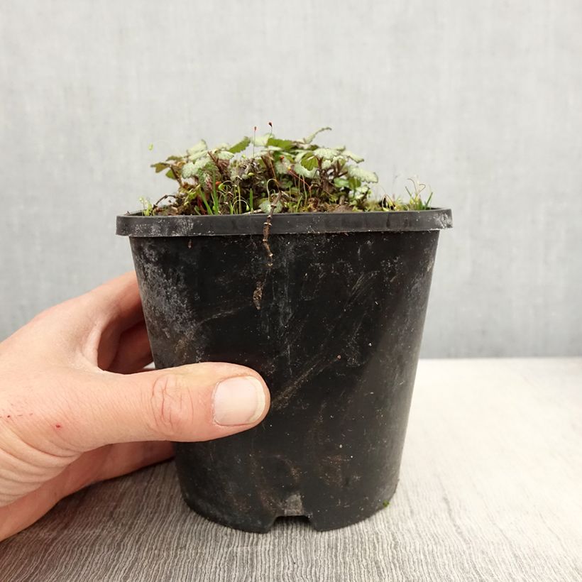 Lamium maculatum Purple Dragon Vaso da 1,5L/2L esemplare consegnato in primavera