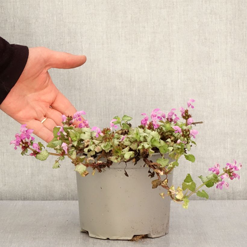 Lamium maculatum Red Nancy Vaso da 2L/3L esemplare consegnato in primavera