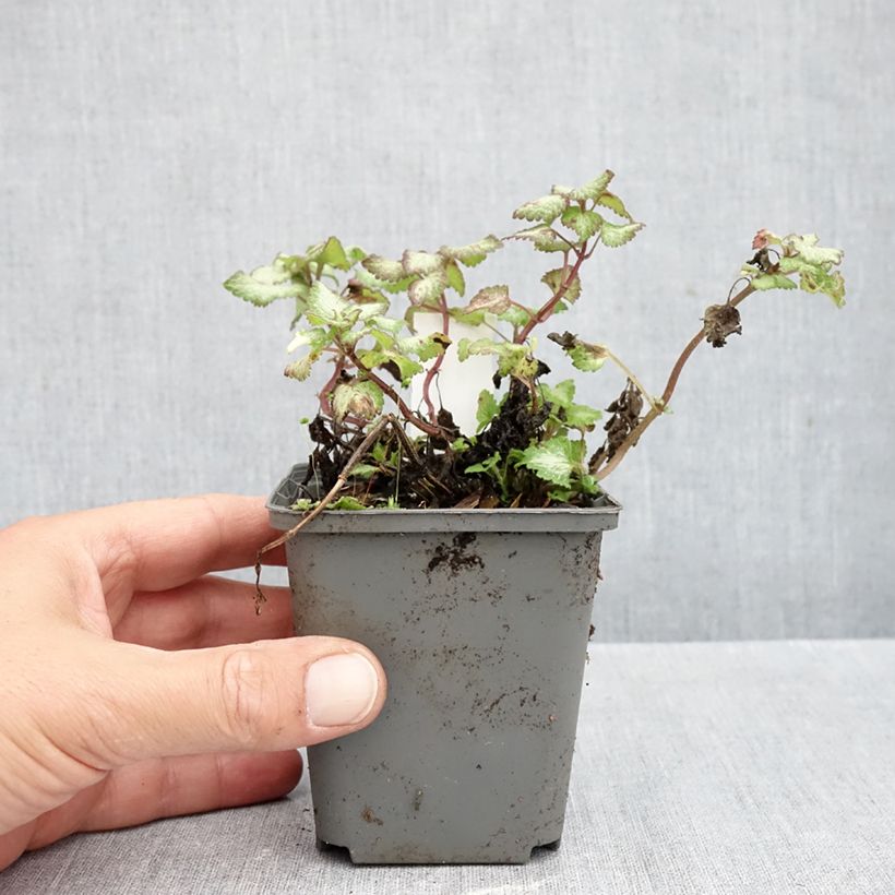 Esemplare di Lamium maculatum Silver Sterling Vasetto da 8/9 cm come consegnato in autunno