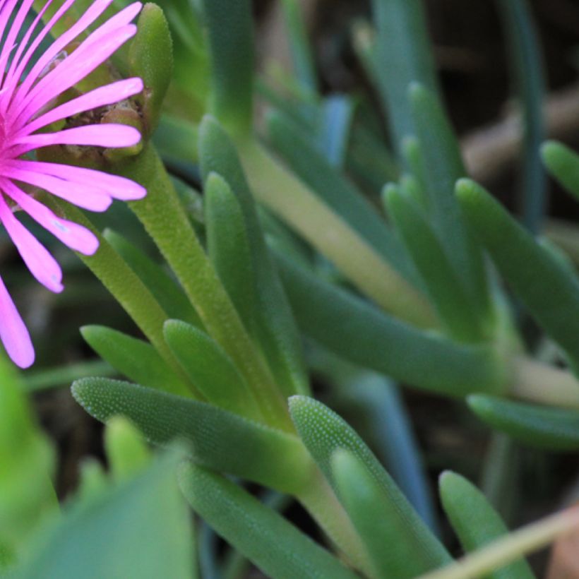 Lampranthus aurantiacus Fleurs roses (Fogliame)