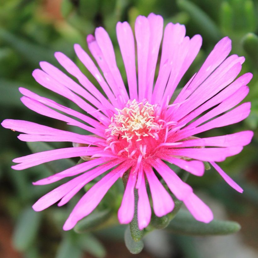 Lampranthus aurantiacus Fleurs roses (Fioritura)