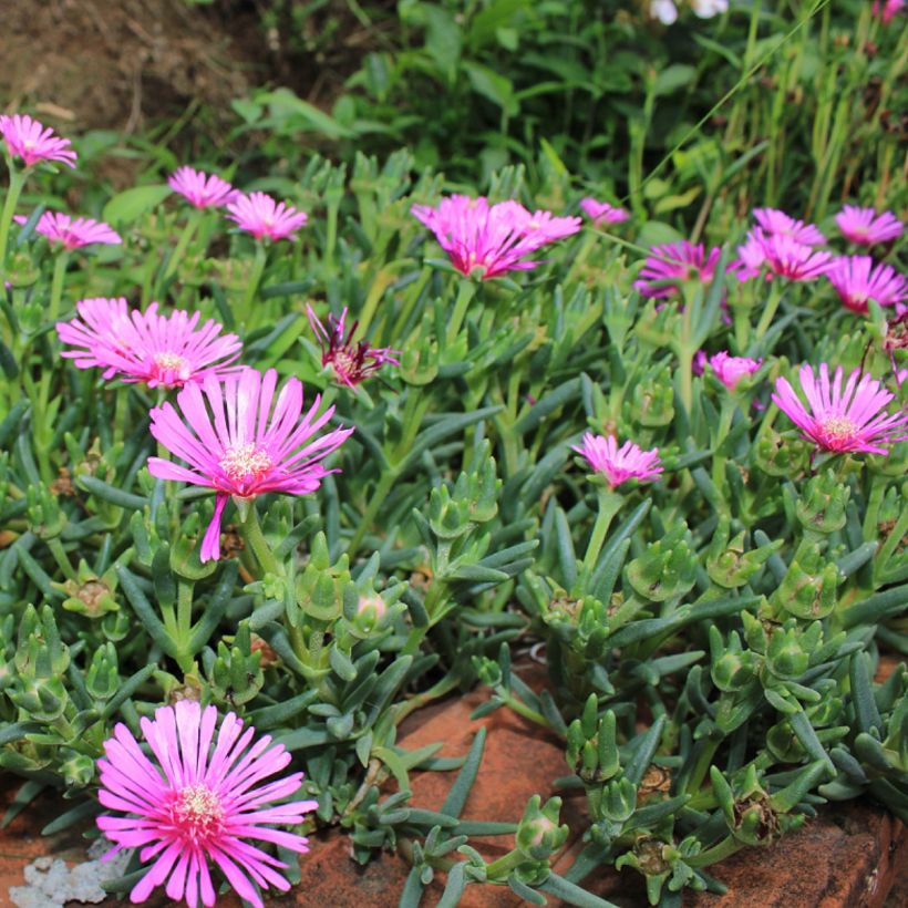 Lampranthus aurantiacus Fleurs roses (Porto)