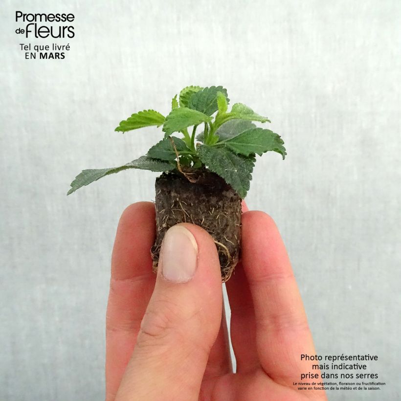 Lantana Shamrock Peach mini zolla... esemplare consegnato in primavera