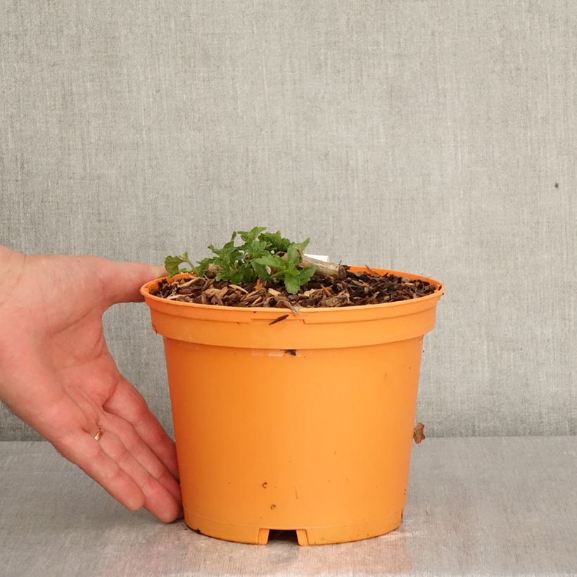 Lantana Chapel Hill Gold Vaso da 2L/3L esemplare consegnato in primavera