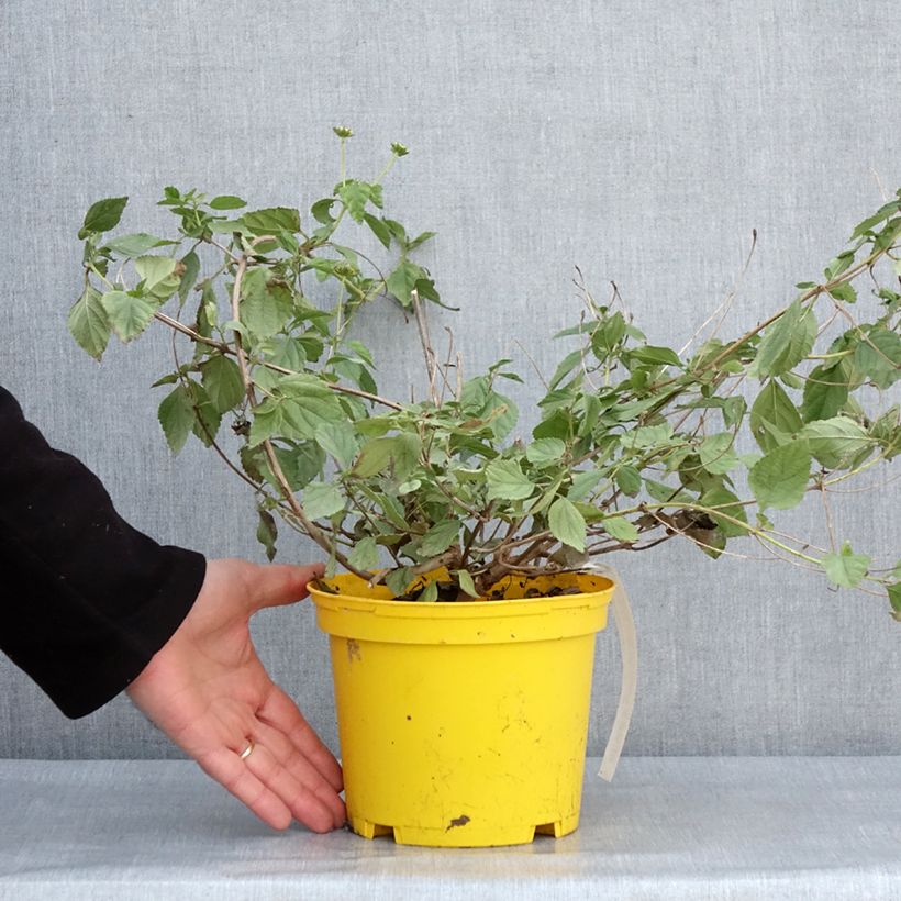 Example of Lantana Chapel Hill Yellow Vaso da 2L/3L as you get in hiver