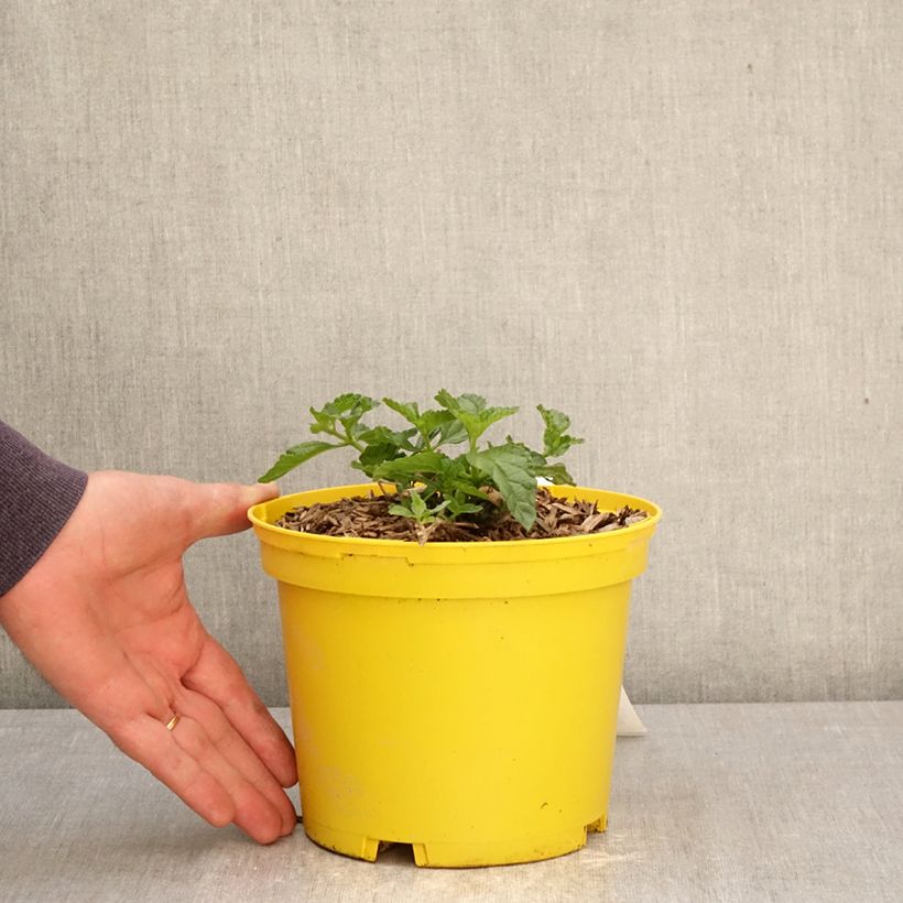 Lantana Chapel Hill Yellow Vaso da 2L/3L esemplare consegnato in primavera