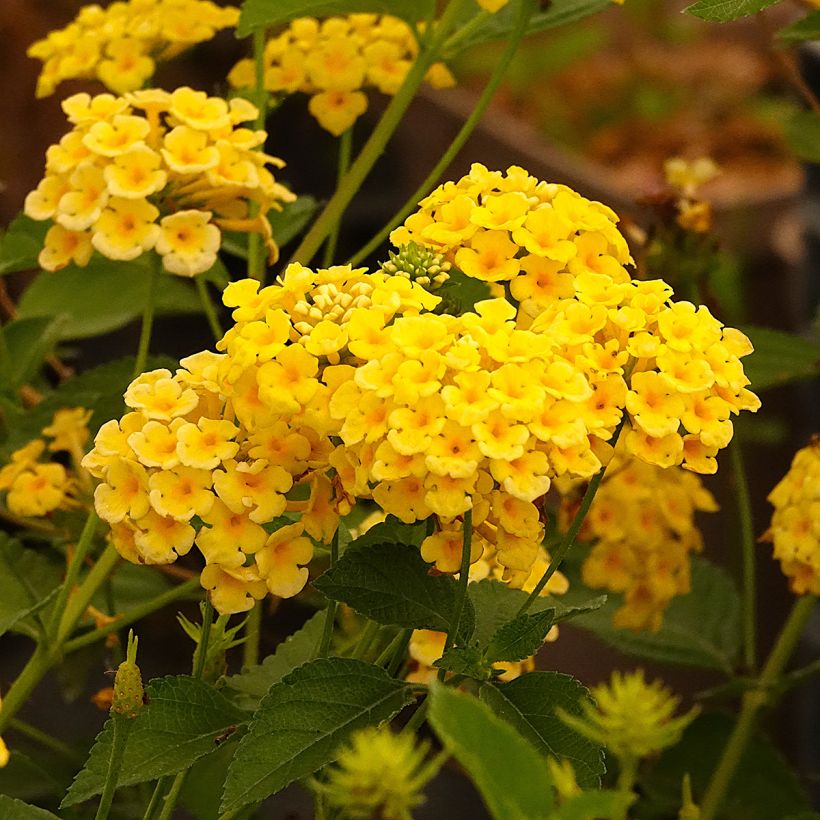Lantana Chapel Hill Yellow (Fioritura)