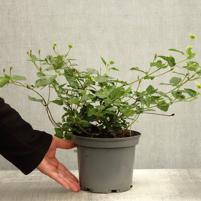 Esemplare di Lantana Chapel Sunny Side Up Vaso da 2L/3L come consegnato in autunno