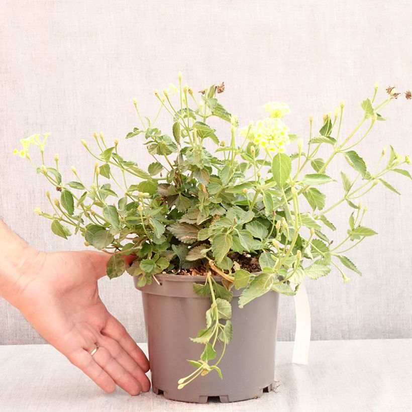 Esemplare di Lantana Chapel Sunny Side Up Vaso da 2L/3L consegnato in estate