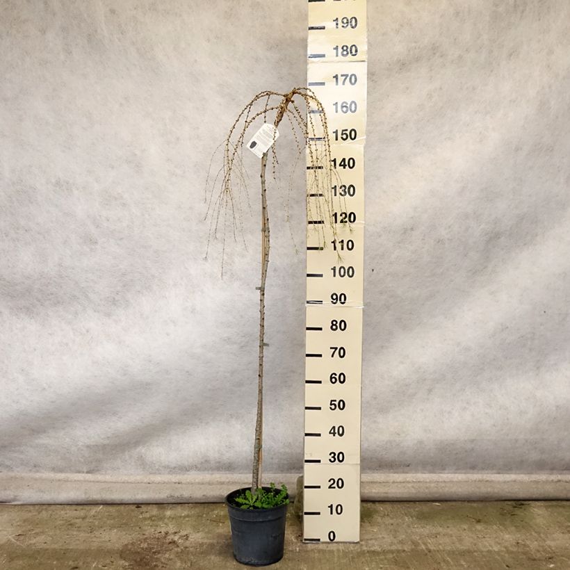 Esemplare di Larix decidua Pendula - Mélèze commun pleureur Pot de 7,5L/10L, Tige come consegnato in autunno
