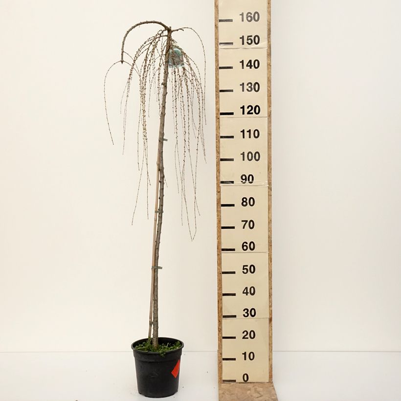 Example of Larix decidua Pendula Vaso da 7,5L/10L, Vaso impalcato as you get in hiver