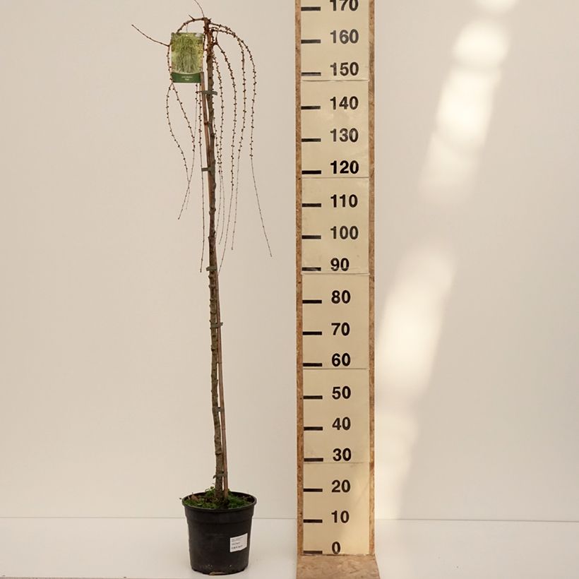 Larix decidua Puli - Mélèze d'Europe pleureur Pot de 4L/5L, Tige, Tige de 130 cm esemplare consegnato in inverno