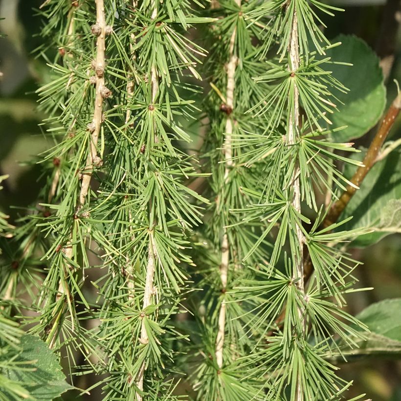 Larix decidua Puli (Foliage)