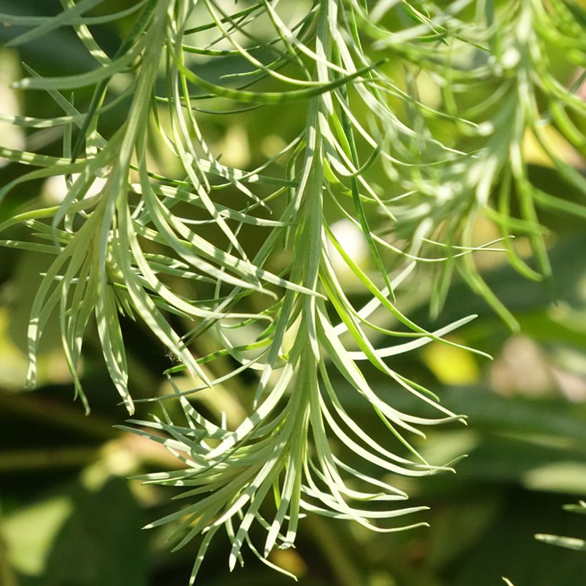 Larix kaempferi Boring Weeper (Foliage)