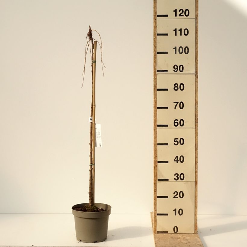 Larix kaempferi Boring Weeper - Mélèze du Japon pleureur  Pot de 4L/5L esemplare consegnato in inverno