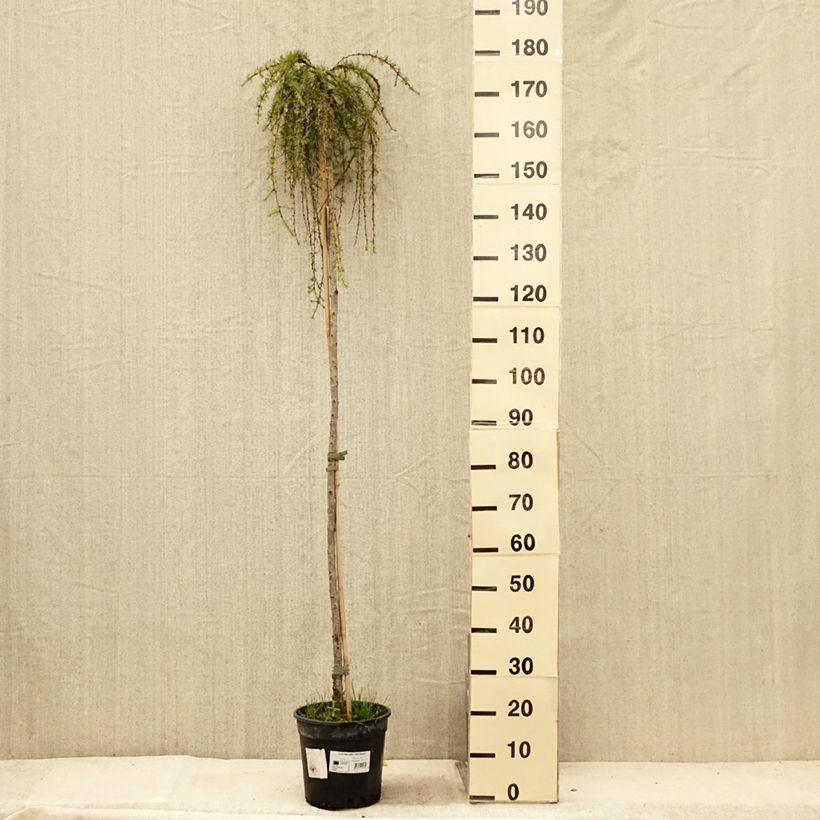 Esemplare di Larix kaempferi Stiff Weeping Vaso da 4L/5L, Vaso impalcato consegnato in estate