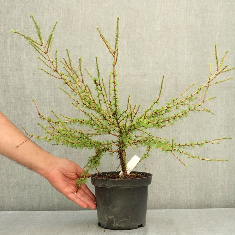 Esemplare di Larix laricina Arethusa Bog Vaso da 2L/3L consegnato in estate