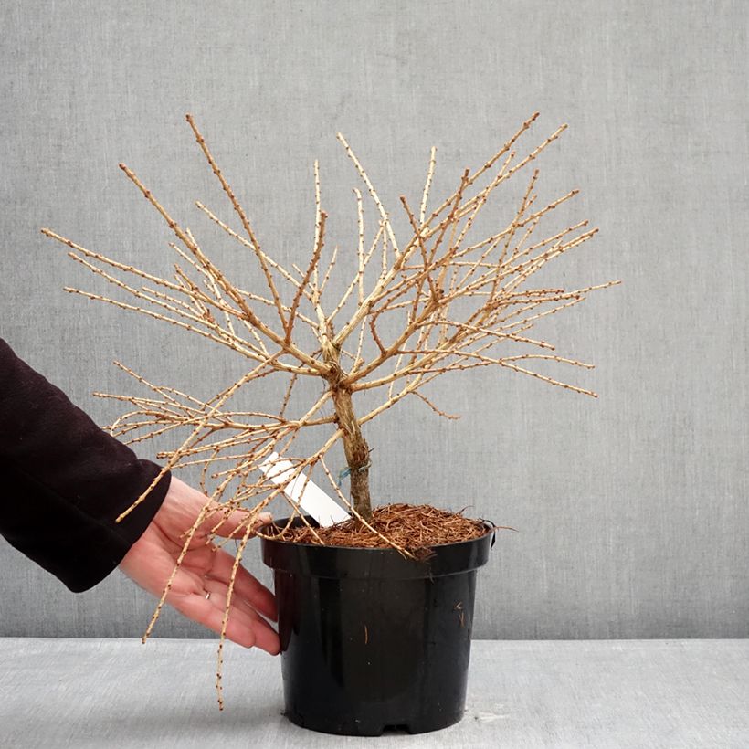 Larix laricina Arethusa Bog Vaso da 2L/3L esemplare consegnato in inverno