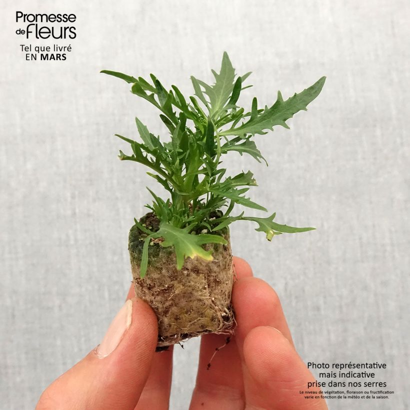 Isotoma Stella Blue mini zolla... esemplare consegnato in primavera