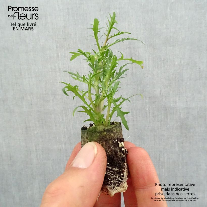 Example of Isotoma Stella Pink mini zolla... as you get in printemps