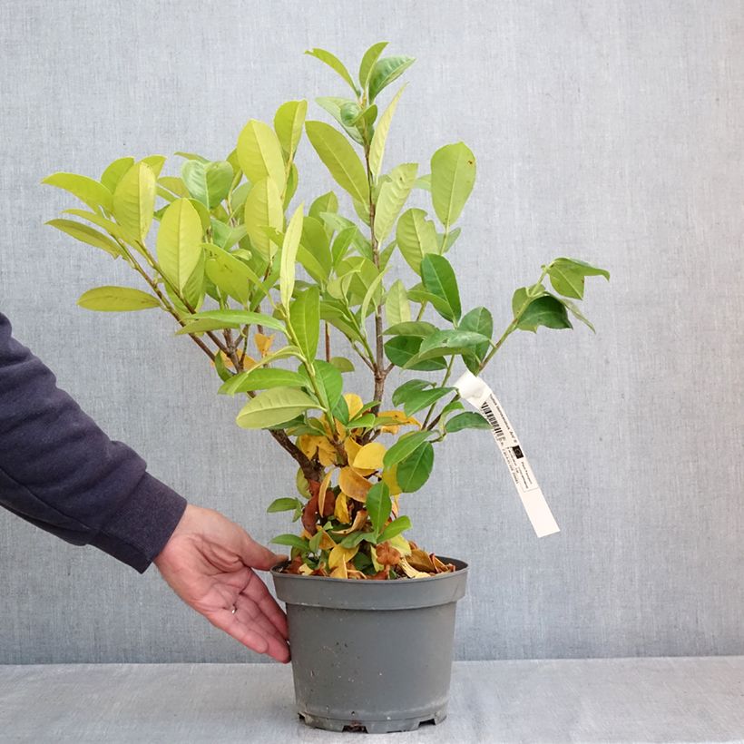 Esemplare di Lauroceraso Ani Vaso da 3L/4L come consegnato in autunno