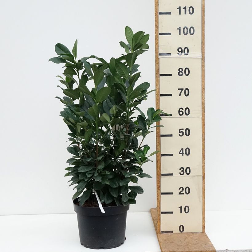 Esemplare di Lauroceraso Bonaparte Vaso da 7,5L/10L come consegnato in autunno