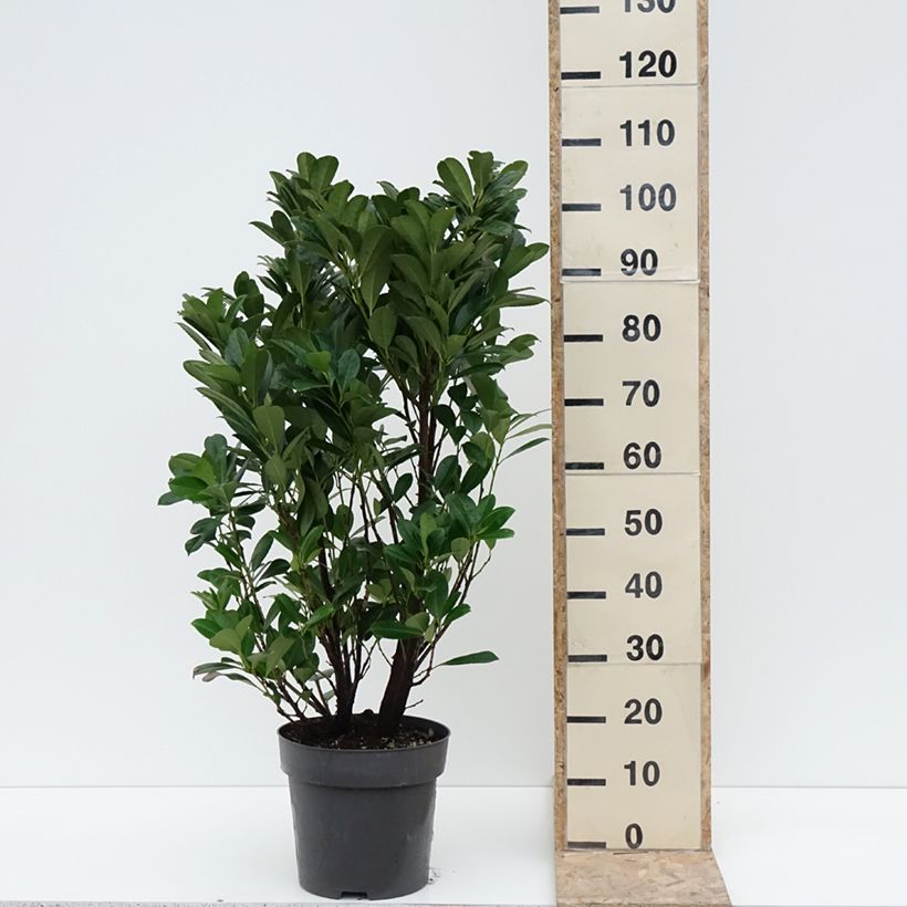 Lauroceraso Bonaparte Vaso da 7,5L/10L esemplare consegnato in inverno