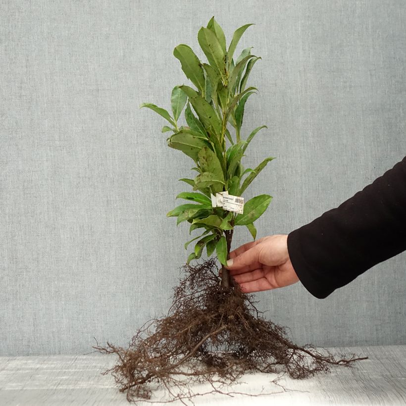 Lauroceraso Caucasica Piante piccole a radice nuda esemplare consegnato in inverno