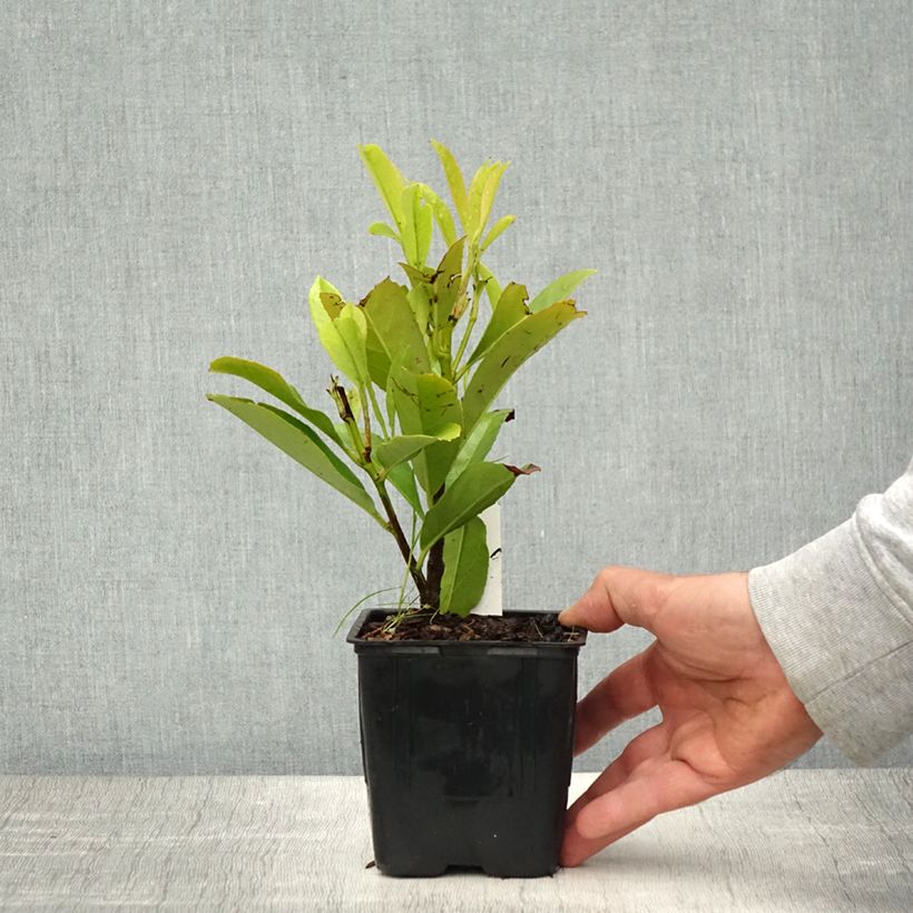 Lauroceraso Fontanettes Vasetto da 8/9 cm esemplare consegnato in primavera