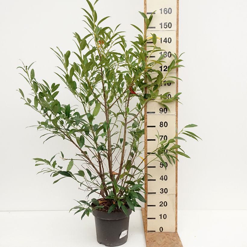 Esemplare di Lauroceraso Herbergii Vaso da 7,5L/10L come consegnato in autunno