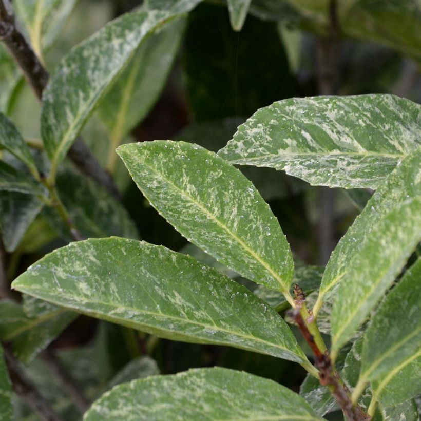 Lauroceraso Marbled White (Foliage)