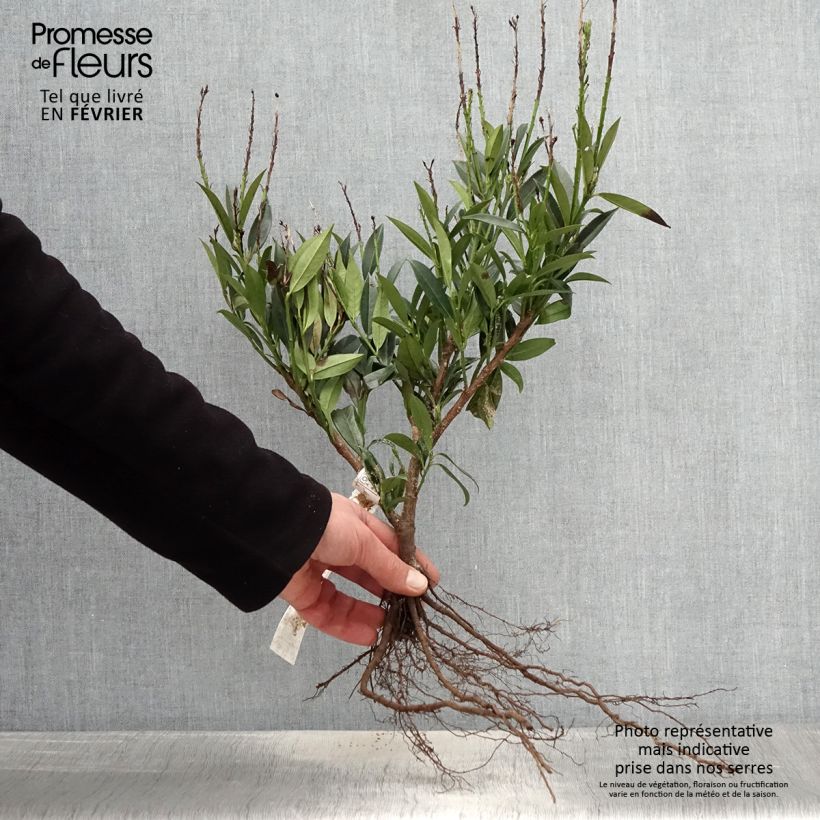 Example of Lauroceraso Otto Luyken Piante piccole a radice nuda as you get in hiver